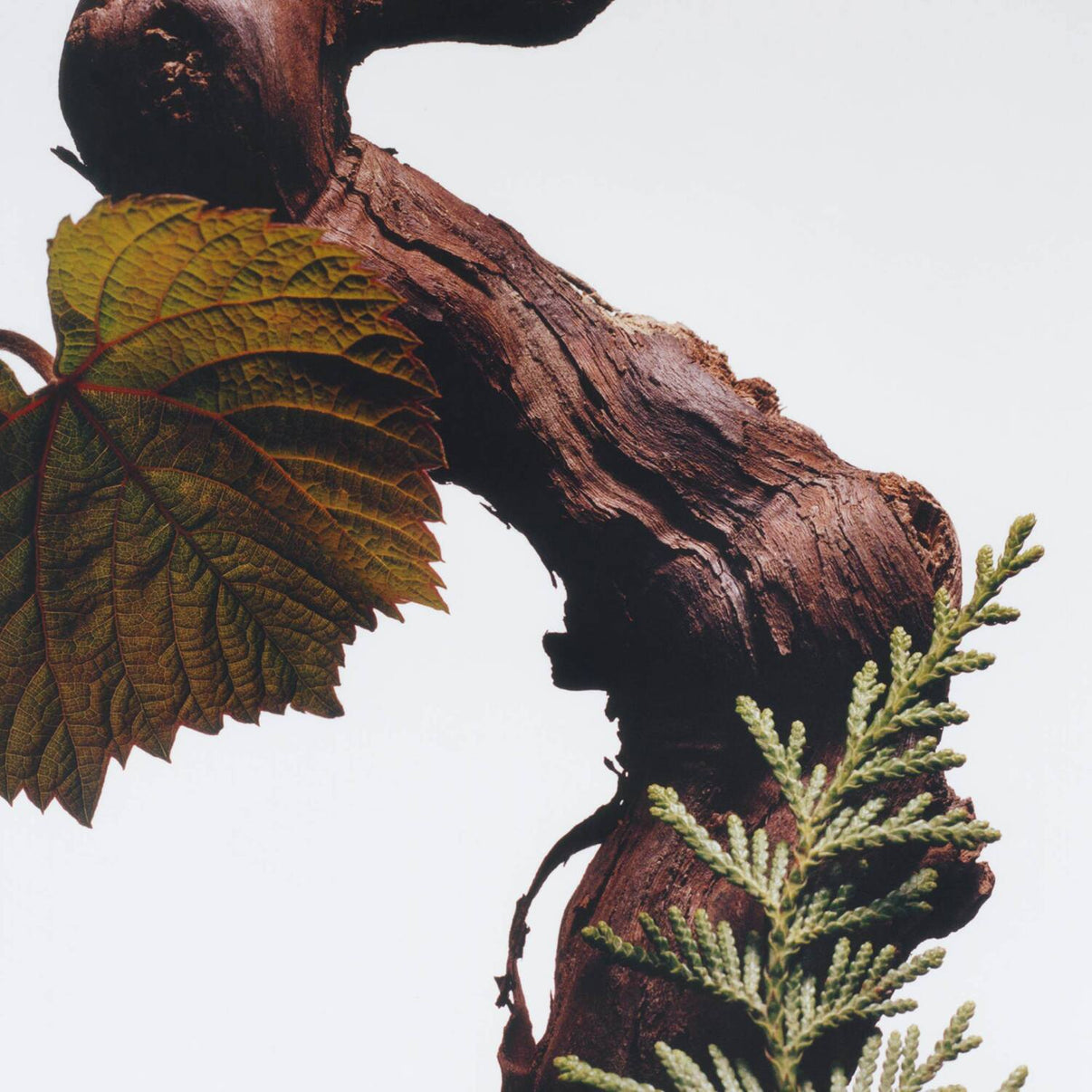 Jo Malone London Cypress & Grapevine Cologne Intense (100ml)