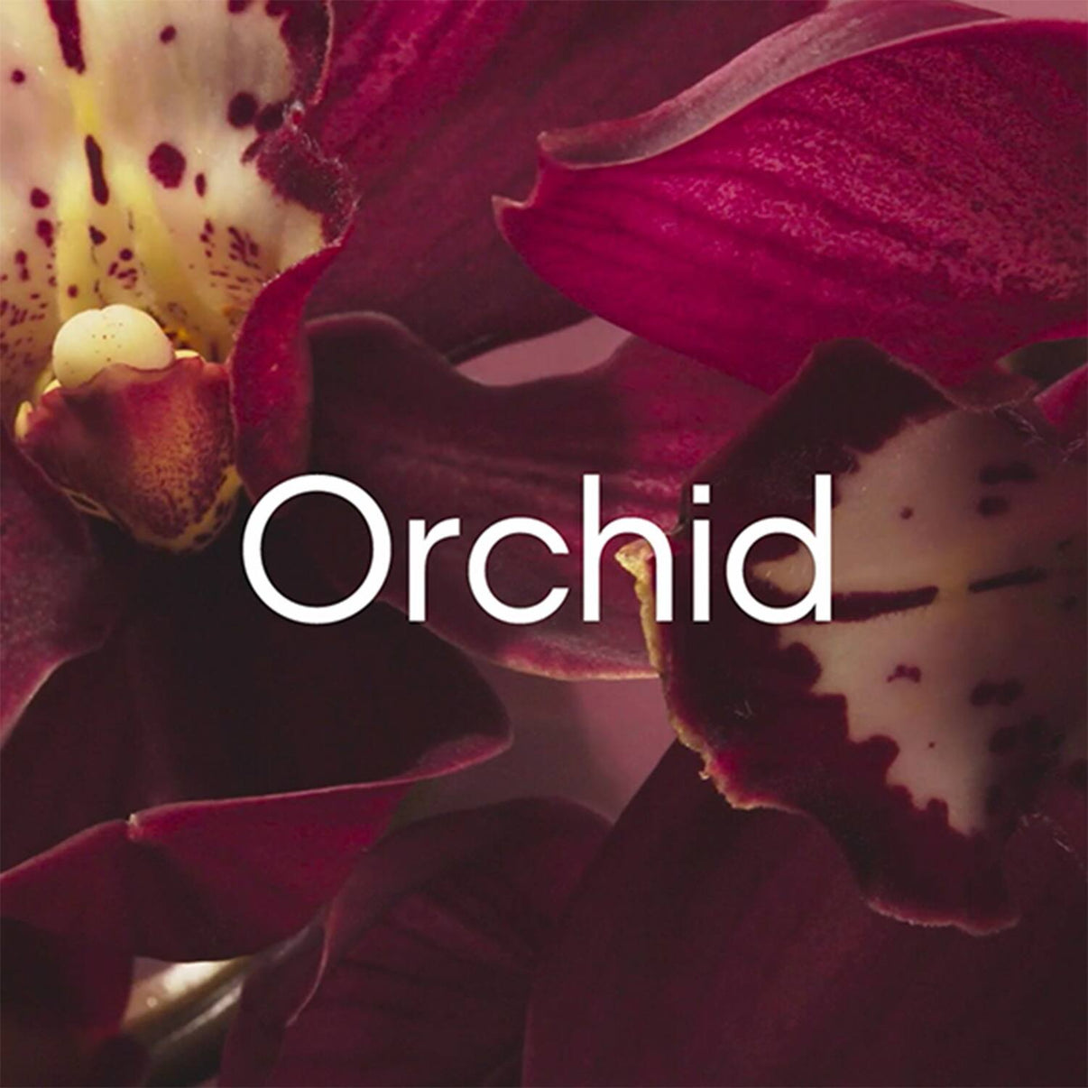 Calvin Klein Euphoria Eau De Parfum For Women - EDP For Her Female Perfume (100 ml)